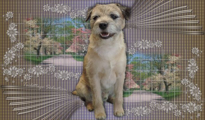Toilettage border terrier