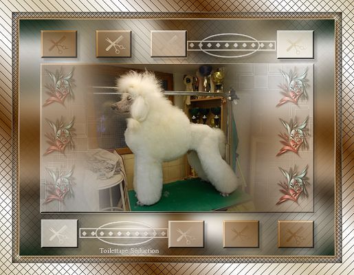 grand caniche blanc toilettage puppy d'exposition