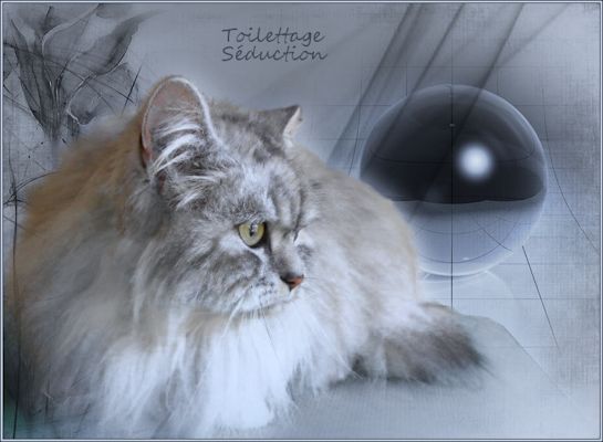 chat silver tabby