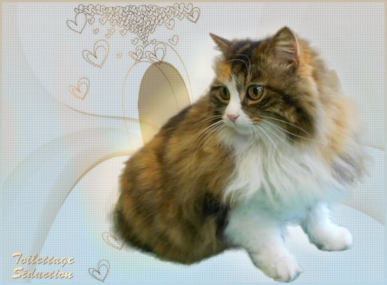 chatte calico tabby