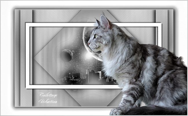 maine-coon silver tabby et blanc