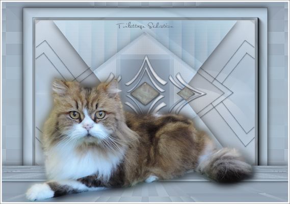chat brown tabby et blanc