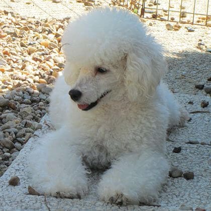 chien pluricolore à poil frisé blanc