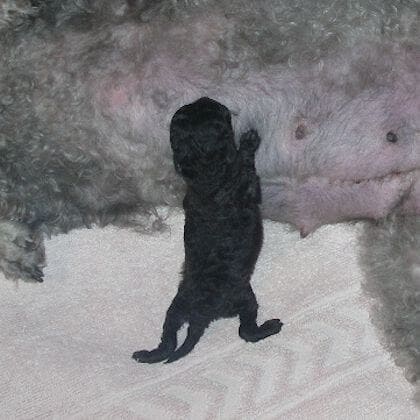 Les caniches gris naissent noirs