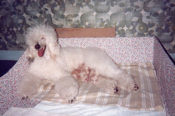 Première portée de notre grande caniche