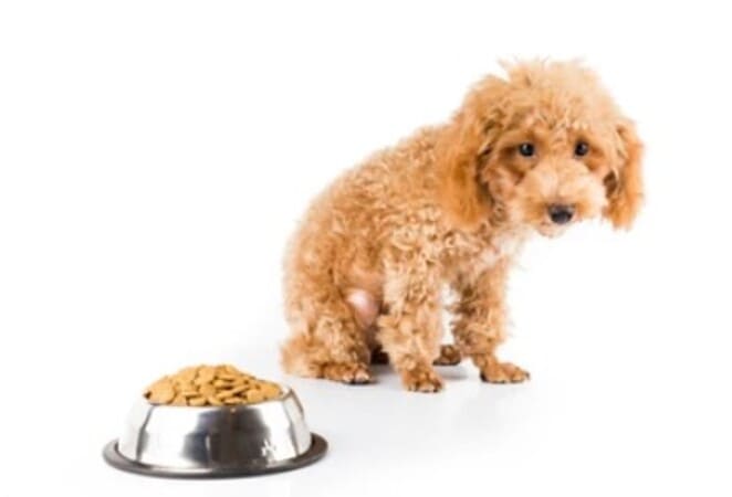 faire grossir son chien