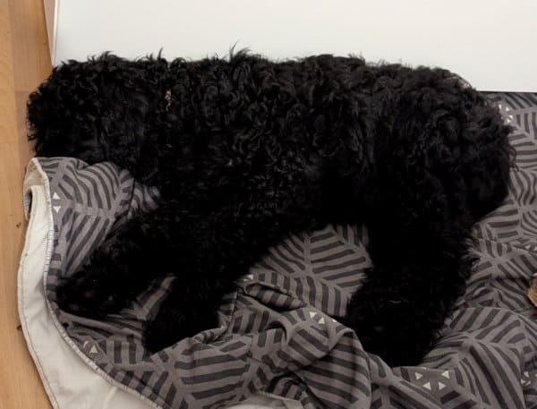 Appoline grande caniche noire