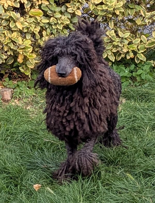 Ulana, la caniche o'cedar