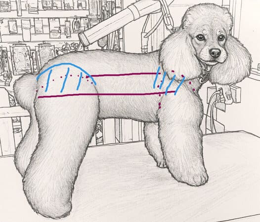 Mauvais toilettage et correction