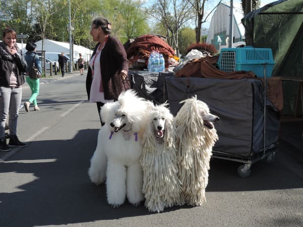 accès aux expositions canines