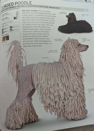 alaska, caniche cordé