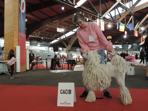 cacib pour les caniches