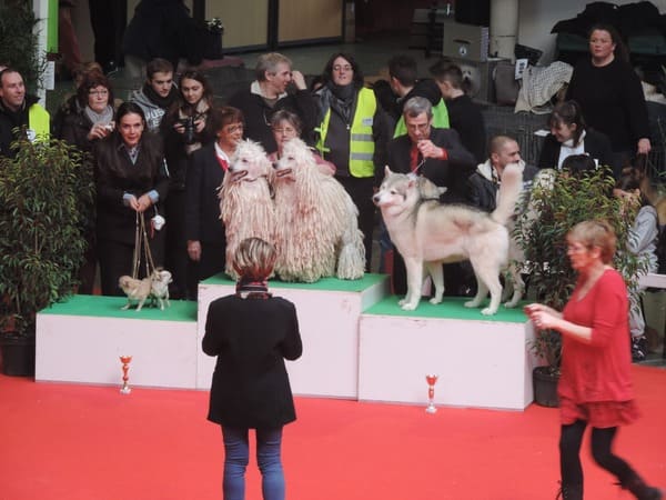 meilleur de groupe, best in show