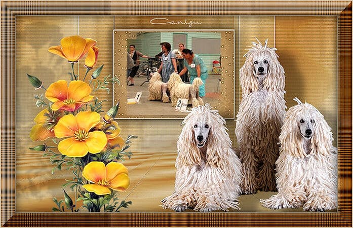 L'affixe d'un élevage