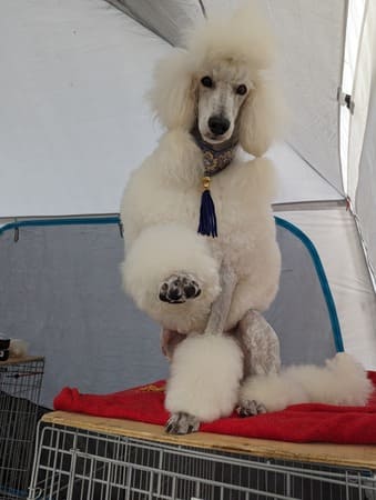 expositions canines en attente du jugement