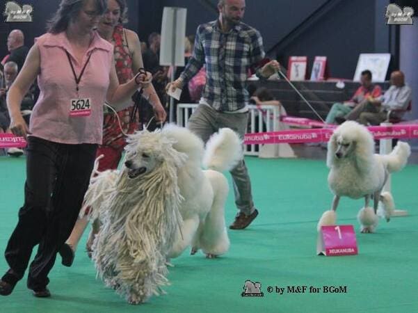 expositions canines entrée sur le ring