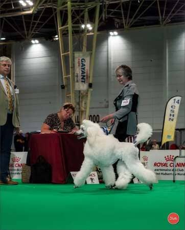 expositions canines entrée sur le ring