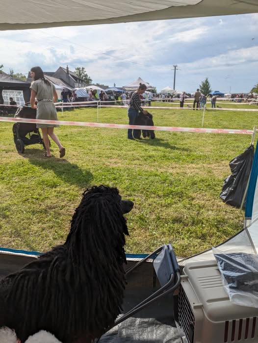 expositions canines extérieures