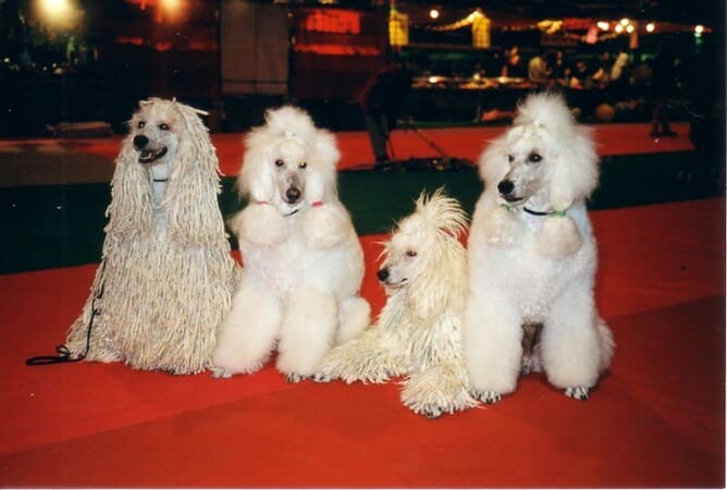 expositions canines les comportements inopportuns