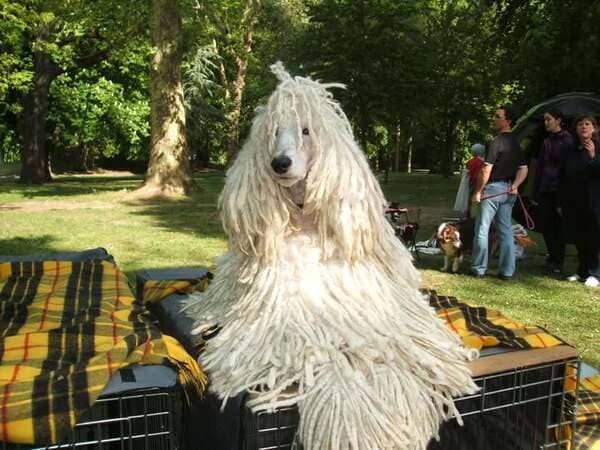 expositions canines intérieures