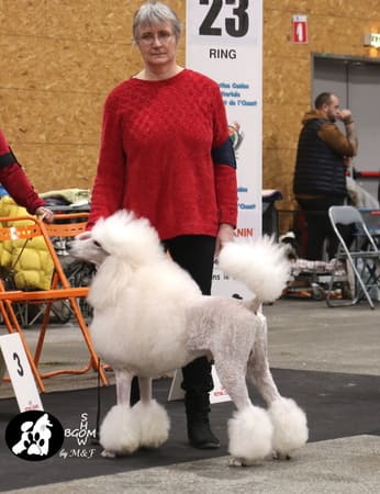 expositions canines nationale d'élevage