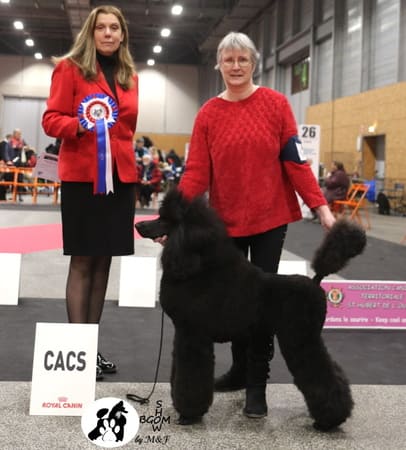 expositions canines nationale d'élevage