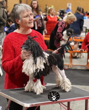 expositions canines nationale d'élevage