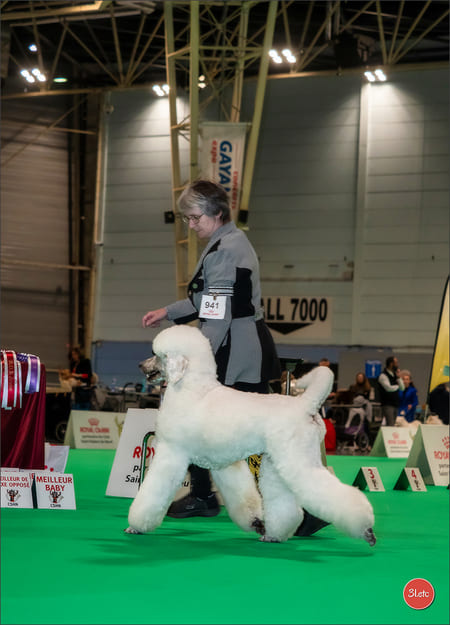 expositions canines, sur le ring
