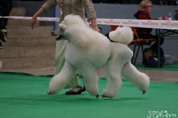 expositions canines sur le ring