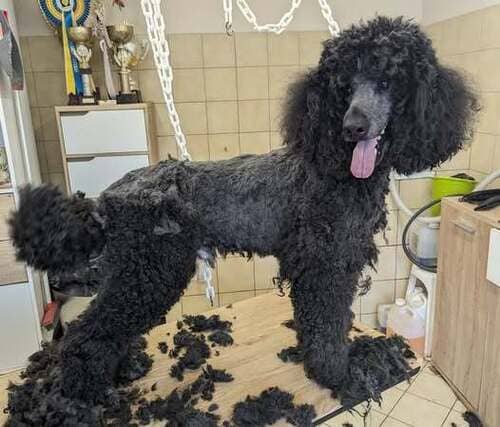 la pré-tonte avant le bain