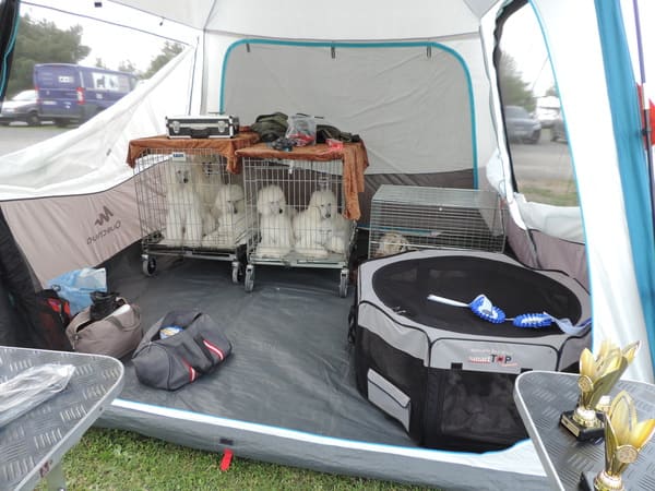 les expositions canines en extérieur