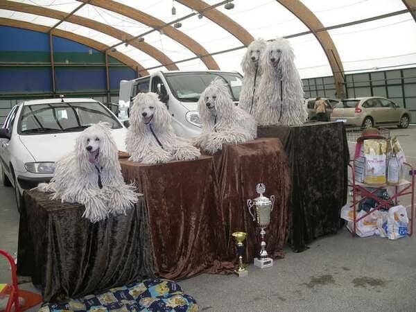 les expositions canines en intérieur