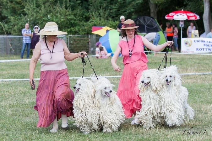 couple de caniches cordés