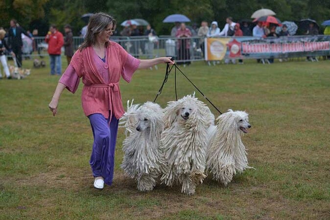 meilleur lot d'affixe