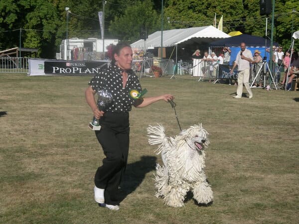 meilleur de groupe, best in show