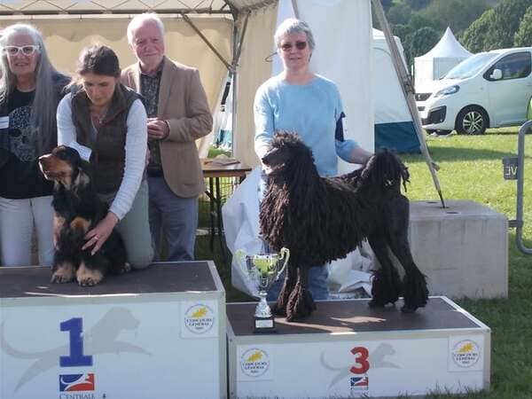 meilleur de groupe, best in show