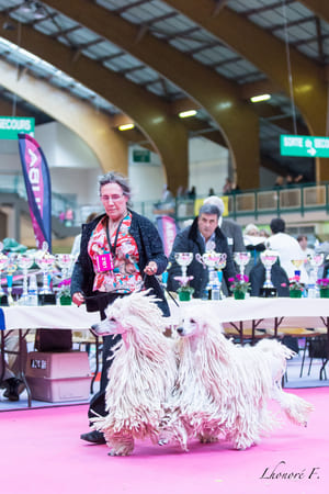 couple de caniches cordés