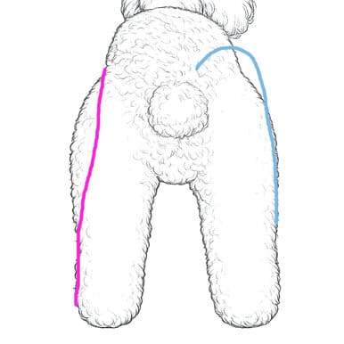Poser ses lignes en toilettage
