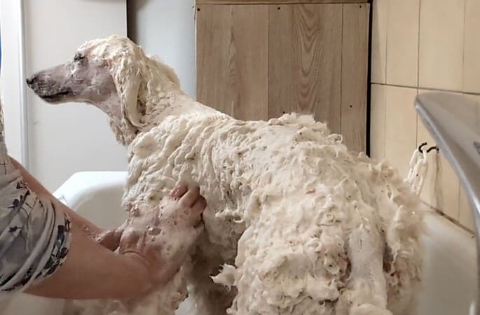 Shampooiner son chien