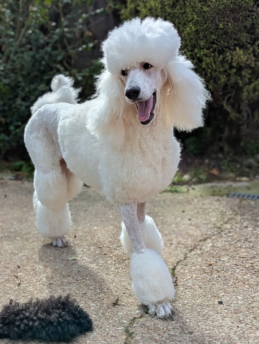 toilettage à l'anglaise