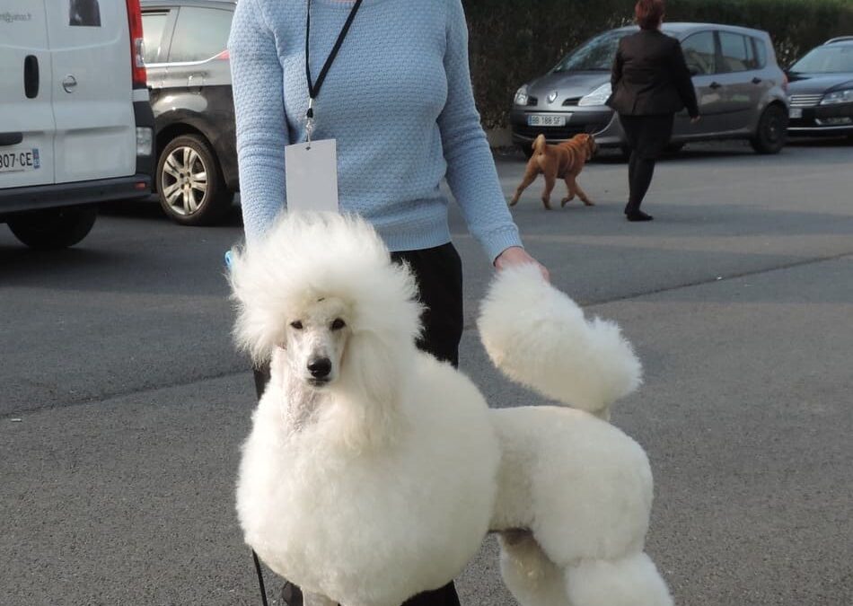 Les toilettages d&rsquo;exposition des caniches