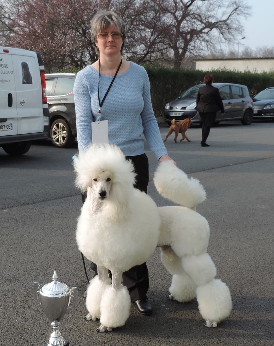 Les toilettages d&rsquo;exposition des caniches