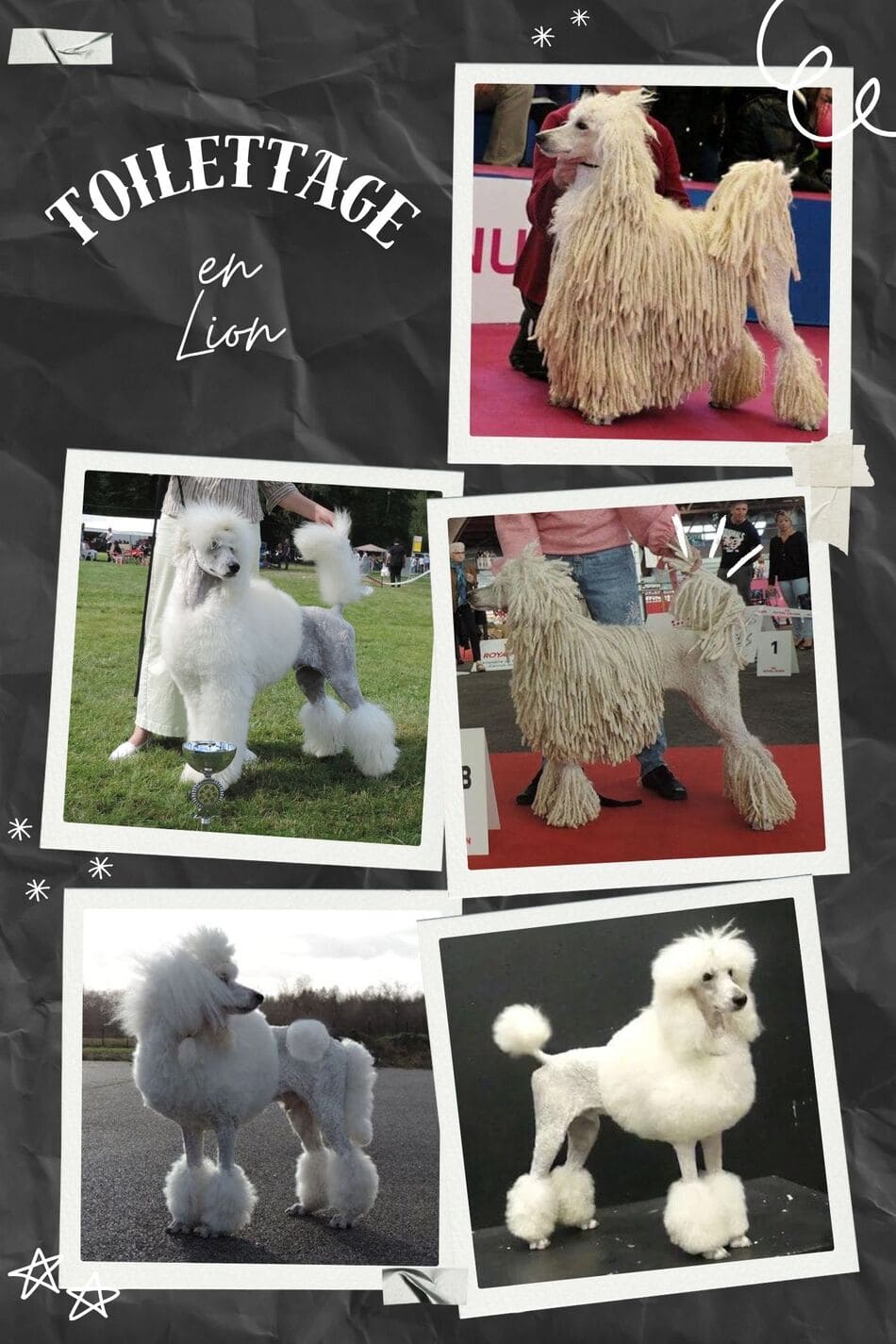 toilettage en lion