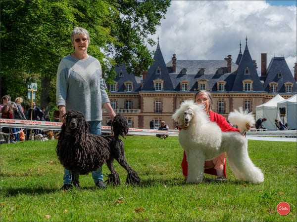 trucs et astuces de présentation en expositions canines 