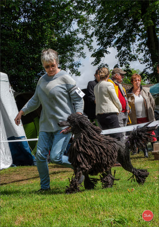 trucs et astuces de présentation en expositions canines
