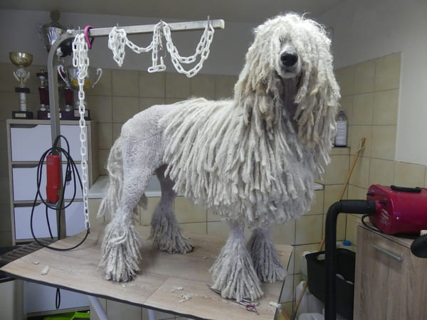 Au fil du temps, les cordes s'allongent et deviennent plus rondes. 