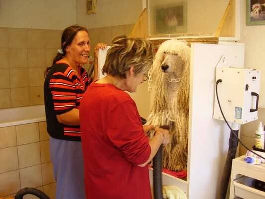 cage séchante caniche cordé