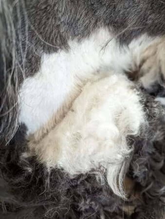 caniche à potenciel bouclé avec de la bourre