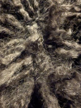 caniche à potentiel cordé