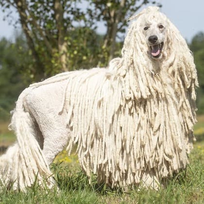 caniche cordé blanc